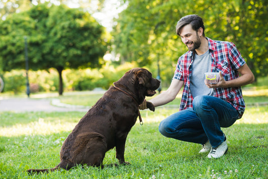 How Does Pet Cremation Work? A Complete Guide for Pet Owners